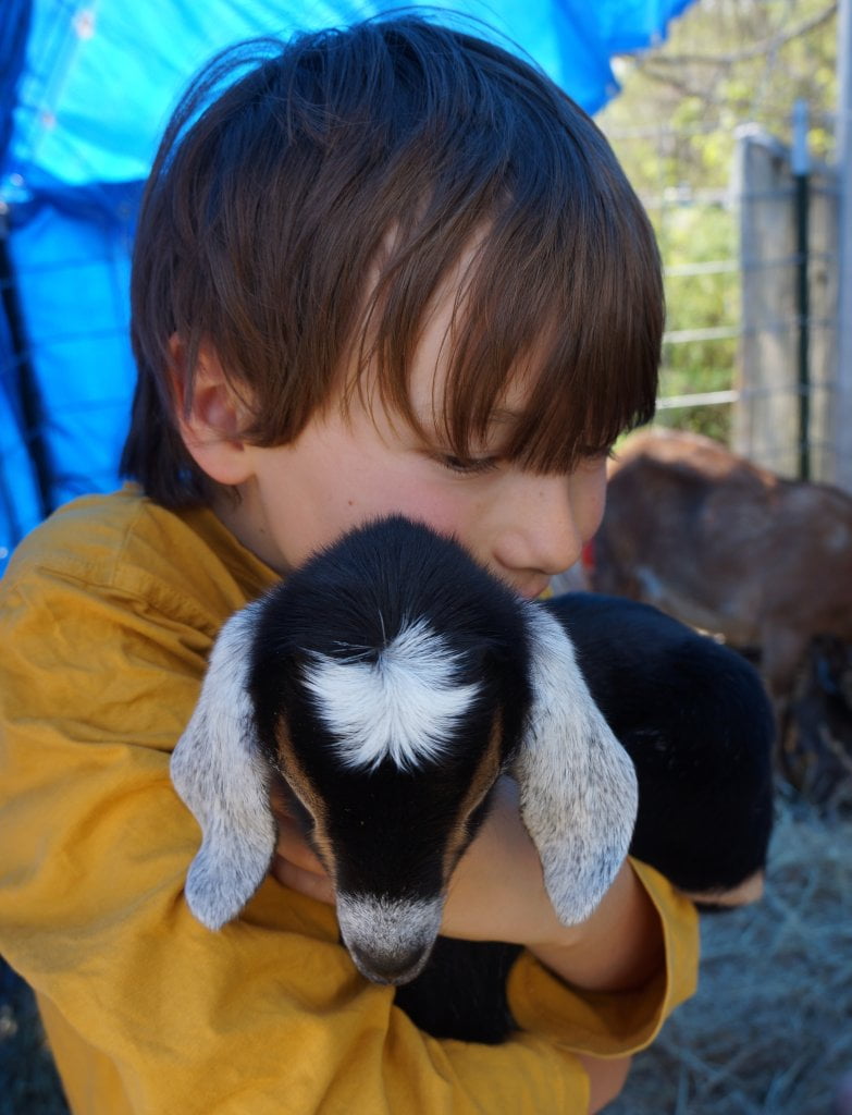 Boy with goat kid